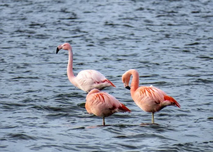 Bed & Breakfast En Bike Sommelsdijk